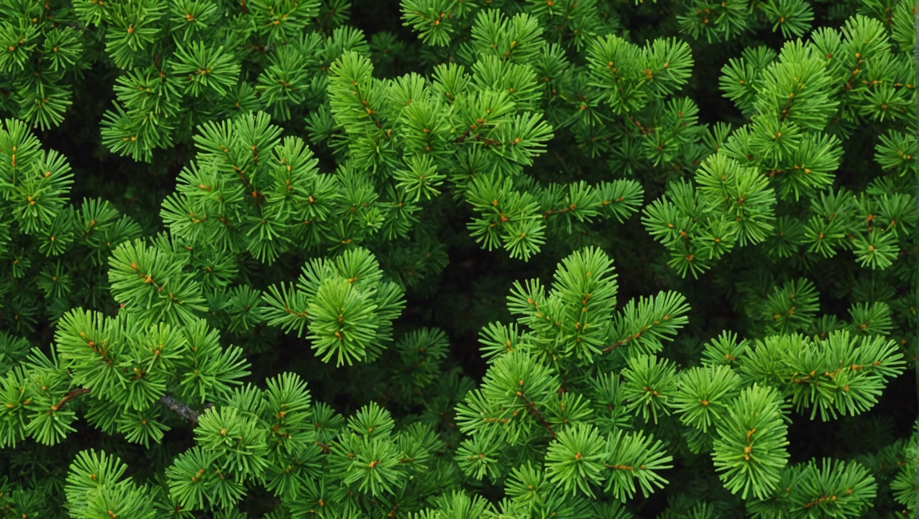 Creating Evergreen Content: A Guide for Marketing Professionals